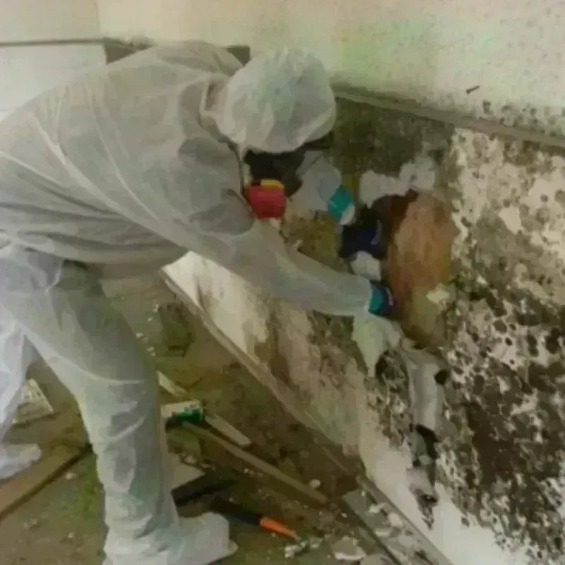 Mold Remediation and Removal in Snow Hill, MD